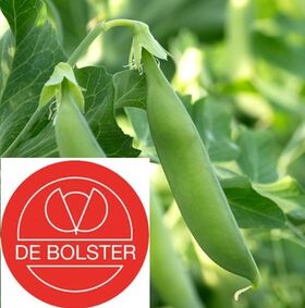 Biologische Sugar Snap Zaden 'Nairobi'
