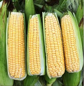 Biologische Suikermais Zaden 'Golden Rush'