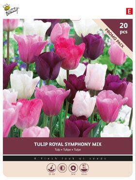 Tulpenbollen Royal Symphony 20st
