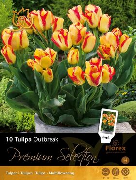 Premium Tulp Outbreak 11/12 10st.