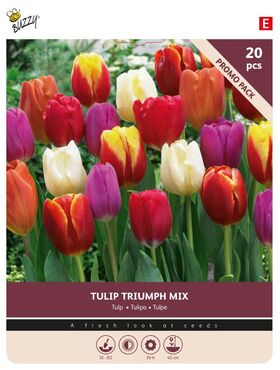 Tulpen bloembollen Triumph Gemengd