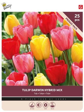 Tulpenbollen 'Darwin Gemengd' 25st.