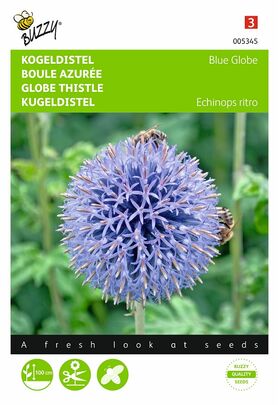 Blauwe kogeldistel