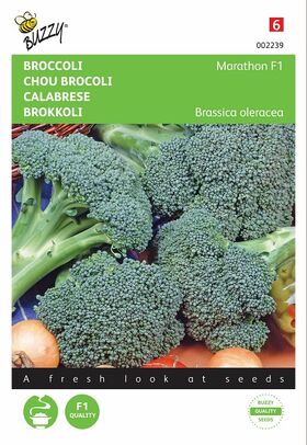 Broccoli Marathon F1 hybride