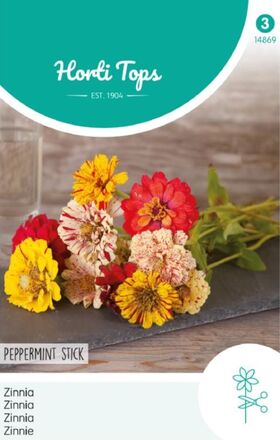 Zinnia Peppermint Stick