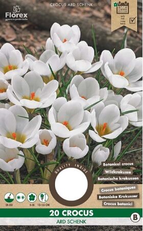 Crocus Bloembollen Wit Ard Schenk