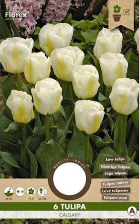 Tulp Triumph Calgary