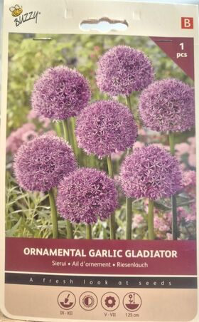 Allium Bloembollen Paars Gladiator