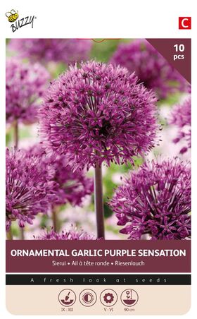 Allium Bloembollen Paars Sensation