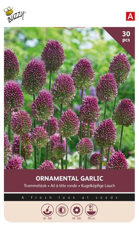 Allium Bloembollen Trommelstok 30st