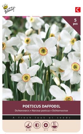 Dichters Narcissen bollen 5st