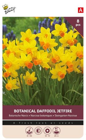 Narcissen bloembollen Geel Oranje 'Jetfire'