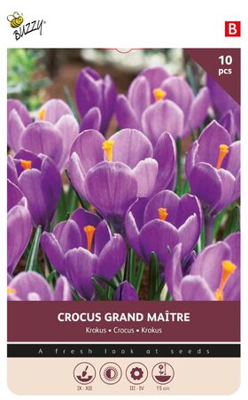 Krokus bloembollen Grand Maitre