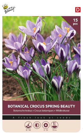 Krokus Bloembollen Botanische Spring Beauty