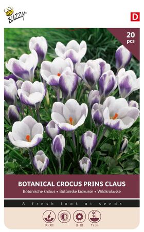 Krokus bloembollen Prins Claus 20st