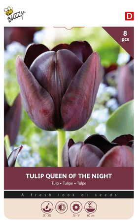 Tulp Cottage Queen Of Night