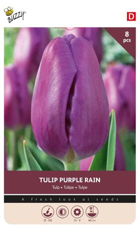 Tulpenbollen Purple Rain