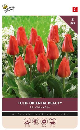 Tulpen bloembollen Oriental Beauty 8st.