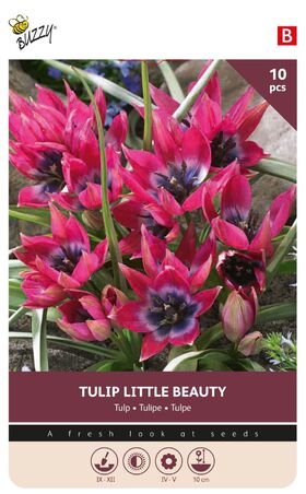 Tulpen Bloembollen Little Beauty 10st.