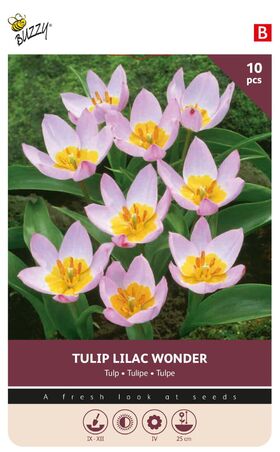 Tulpen Bloembollen Lilac Wonder
