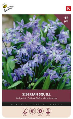 Sterhyacint Paars Siberian Squill