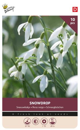 Sneeuwklokje Bloembollen Snowdrop