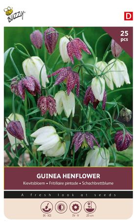 Kievitsbloembollen Guinea