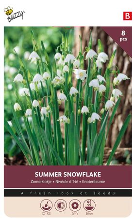 Zomerklokje bloembollen Snowflake