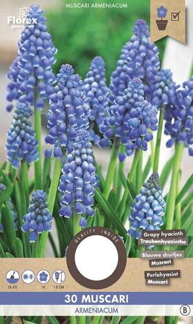 Paarse Druifjes Muscari