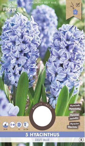Hyacint bloembollen Delft Blauw