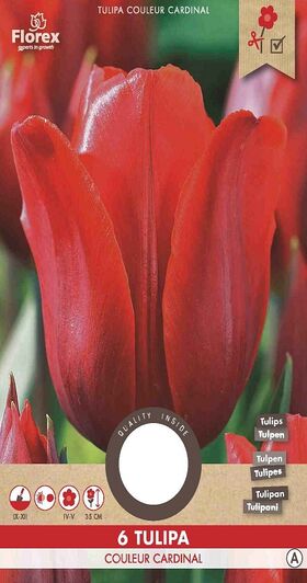 A Tulpen bloembollen Rood Couleur Cardinal