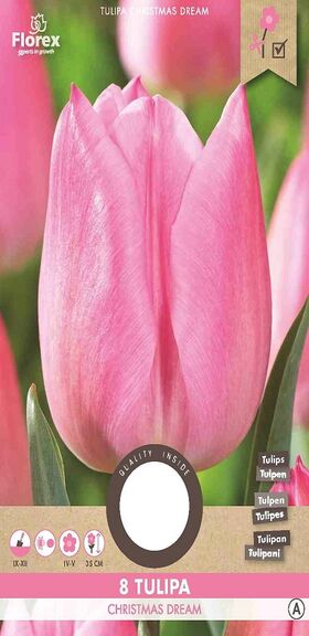 A Tulpen bloembollen Roze Christmas Dream